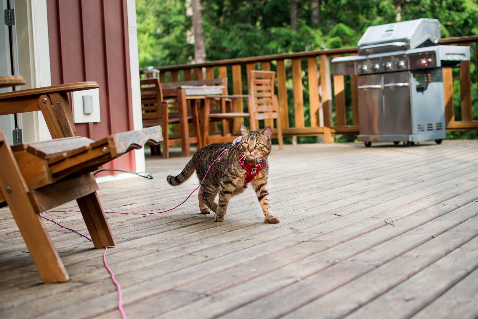 Travel Litter Box – Accessories to Bring on Your Trip
