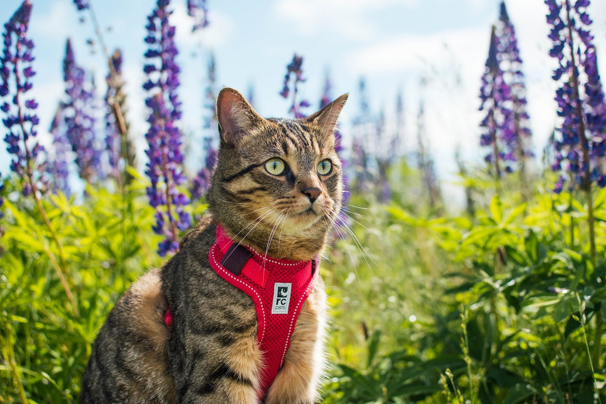 Best Cat Harnesses