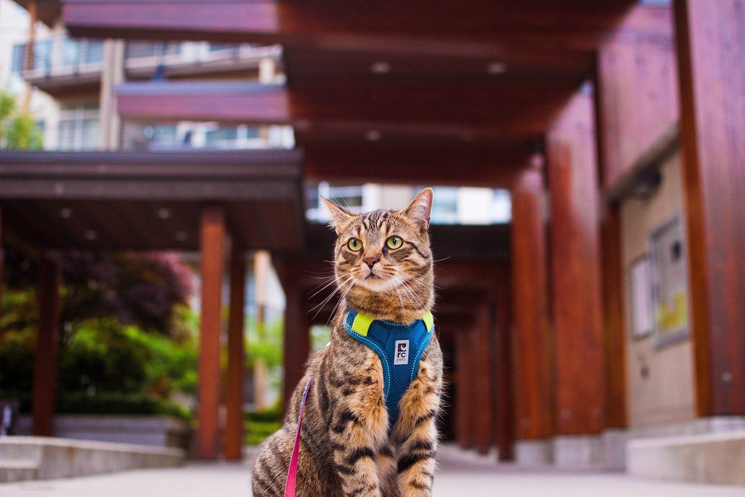 Staying at a Hotel or Airbnb (With a Cat)
