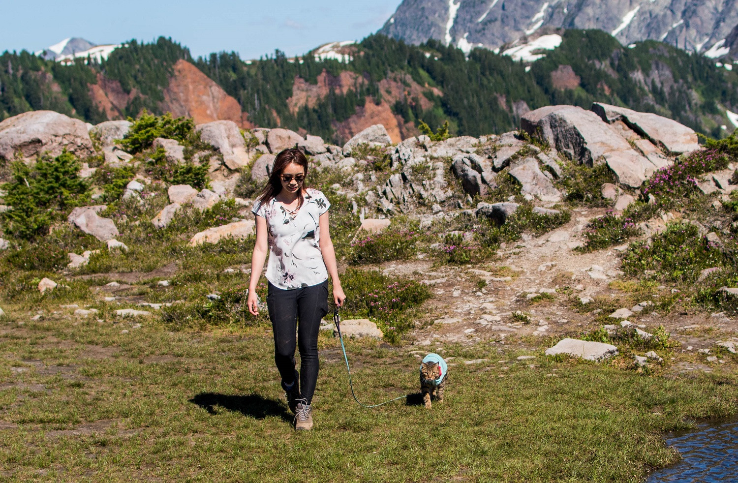 A Beginner’s Guide to Cat Leash Training