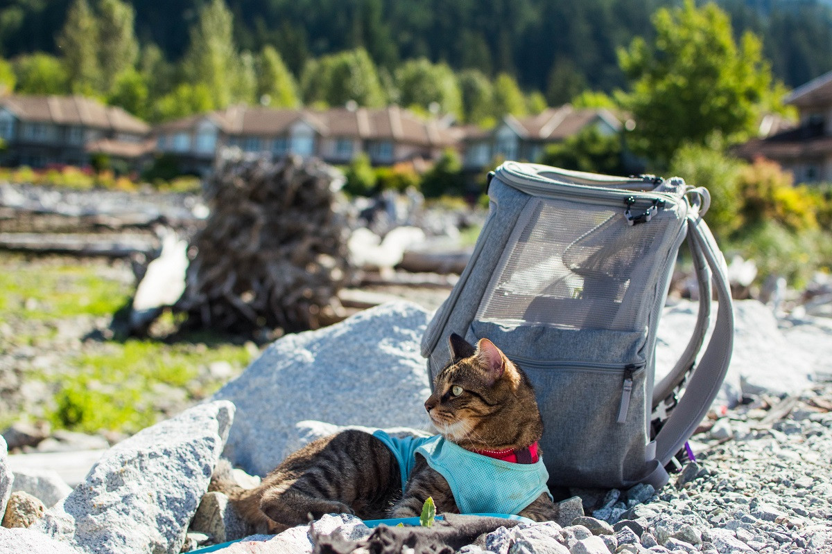 Best Travel Litter Boxes in 2023