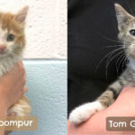 A fluffy white kitten with blue eyes named TaffetaPompompurMonocleTom, one of the fancy AI-generated names for cats.