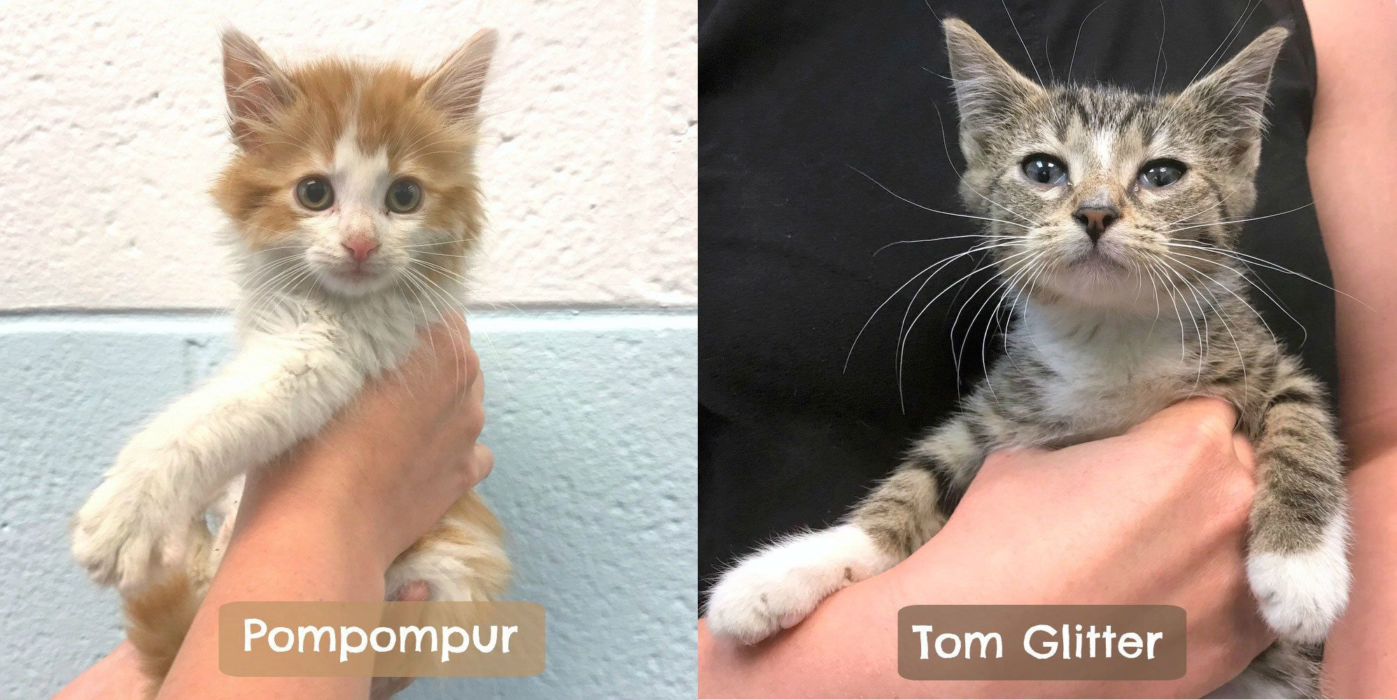 A fluffy white kitten with blue eyes named TaffetaPompompurMonocleTom, one of the fancy AI-generated names for cats.