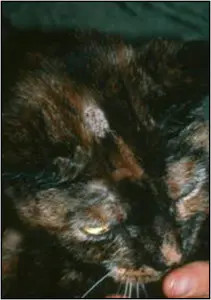 Fig. 1. Preliminary diagnosis: fluorescence under Wood’s lamp illumination. Courtesy Andy Sparkes, AHT