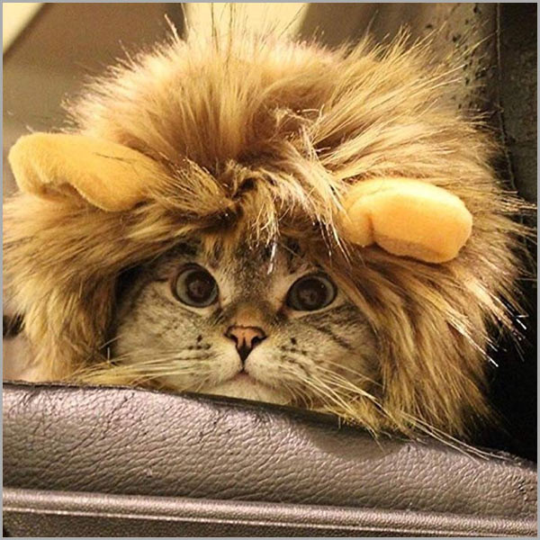 Lion Mane Cat Costume