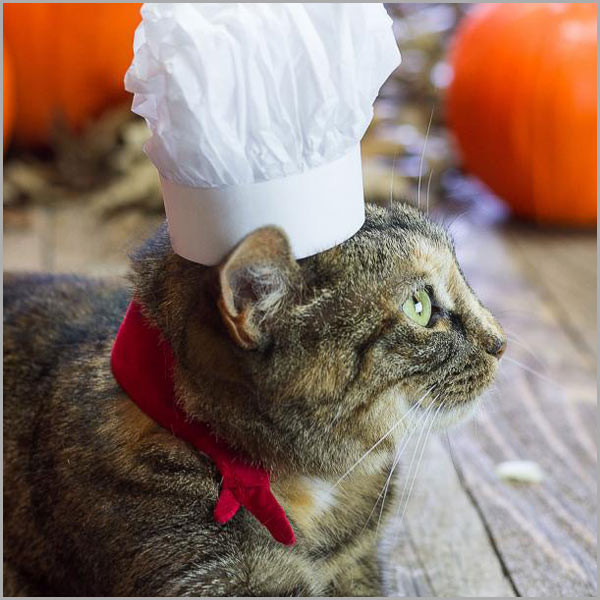 DIY French Chef Cat Costume
