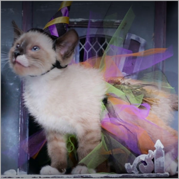 DIY Witch Kitty Costume with Tutu