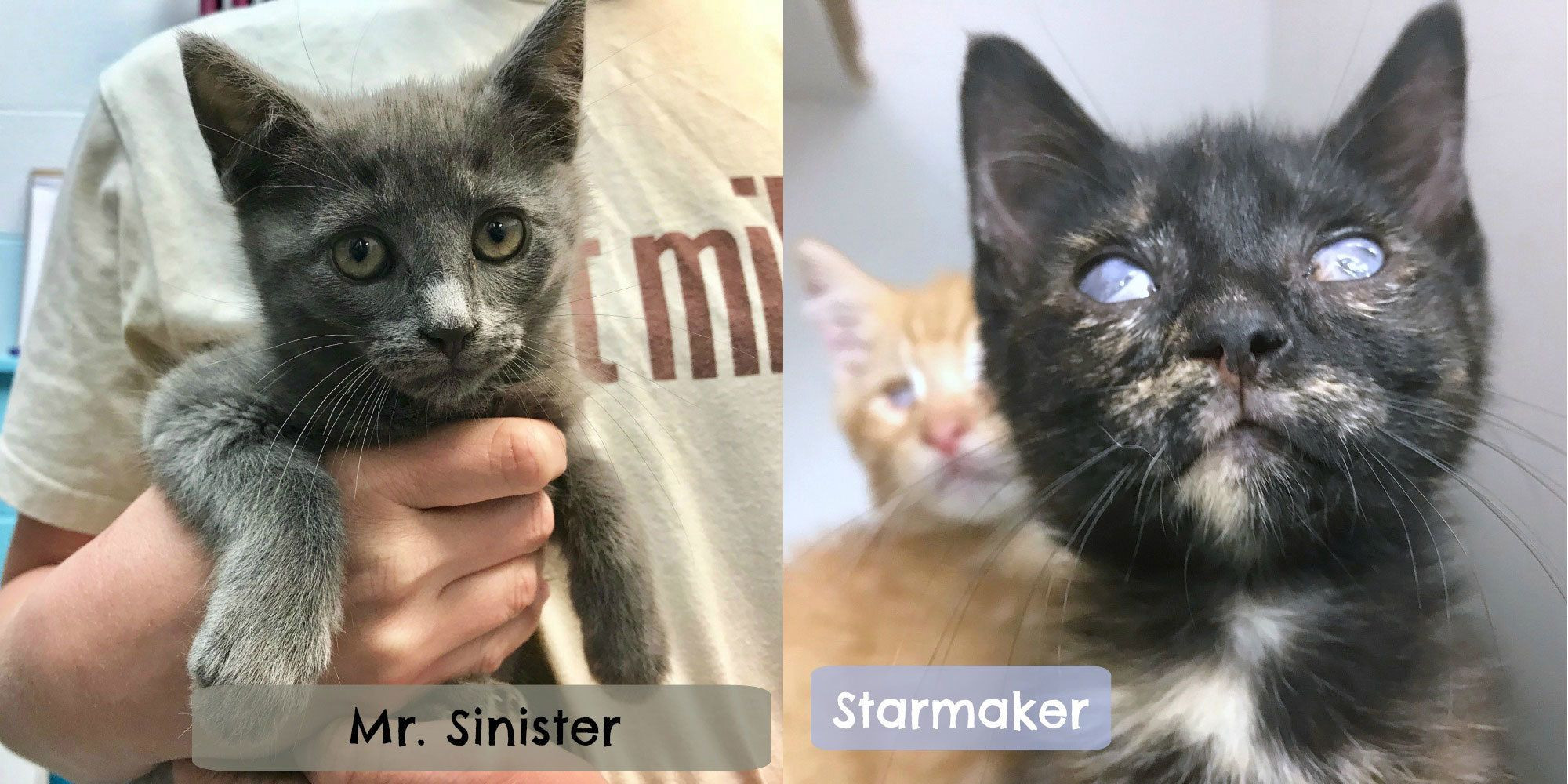 Two adorable kittens with slightly cloudy eyes named Starmaker and Sparky Buttons, examples of tough or sinister AI-generated cat names.