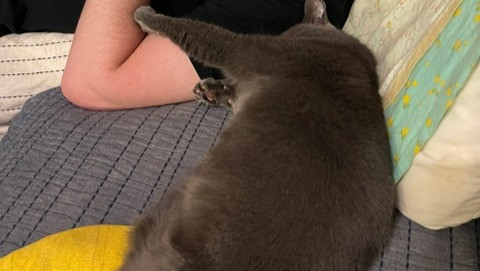 Close-up of Mace Windu, a friendly three-legged cat, showcasing his sweet and trusting nature