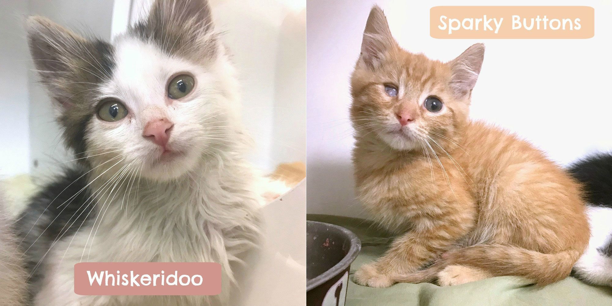 A playful ginger kitten named Whiskeridoo, showcasing the weird and unique AI-generated names for cats.