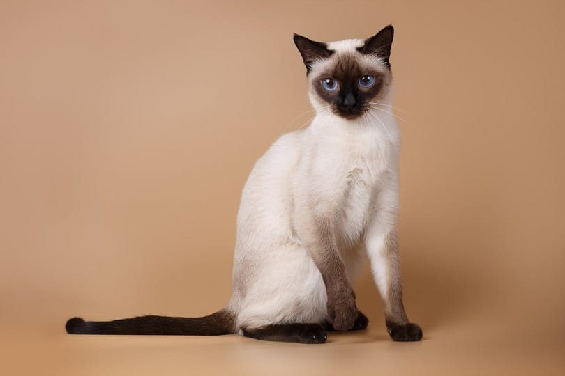 A sleek Seal Point Siamese cat against a brown backdrop, highlighting its elegant lines and striking blue eyes