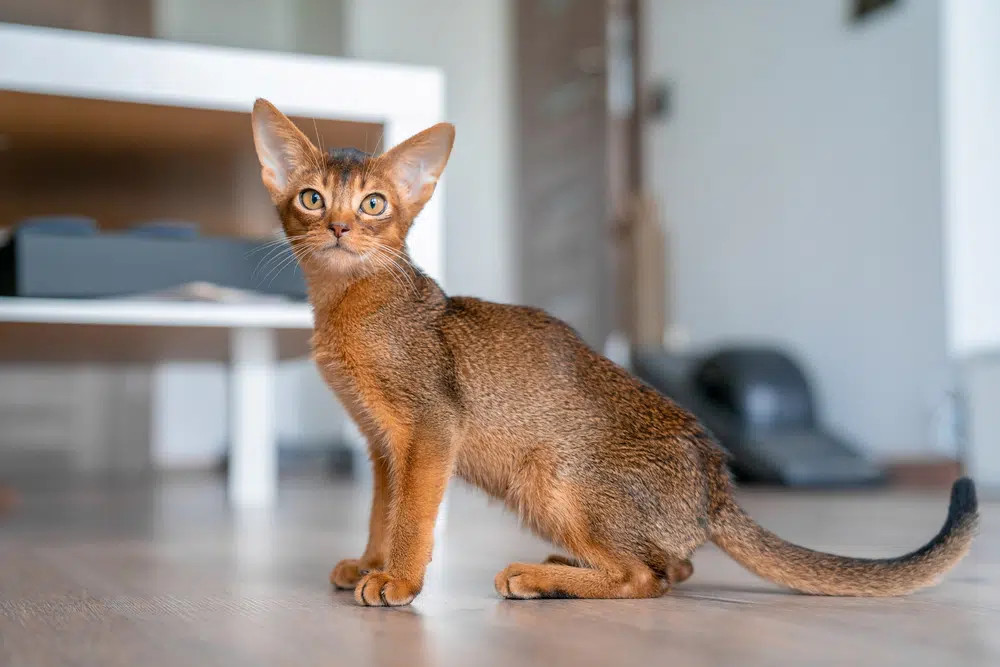An Abyssinian cat displaying its ticked tabby short coat and regal bearing, highlighting the breed's playful personality and elegant appearance as a popular short-haired companion.