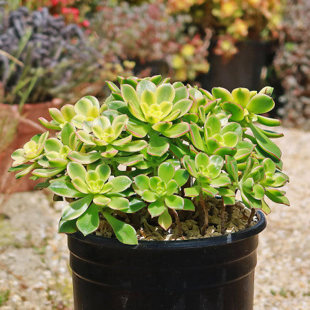 Aeonium haworthii 'Kiwi' with vibrant green and pink rosettes, a colorful and cat-safe succulent.