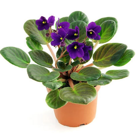 African Violet (Saintpaulia ionantha) with vibrant purple blooms, a colorful and pet-friendly houseplant.