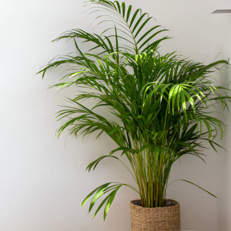 Areca Palm (Dypsis lutescens) with feathery fronds, a tropical and cat-safe palm for bright spaces.