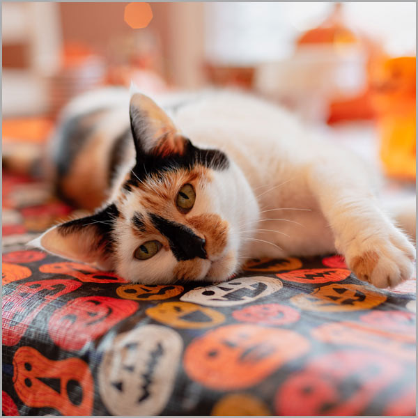Au natural cat costume idea - let your cat's fur be the costume