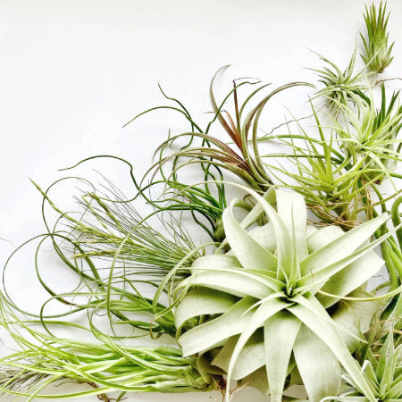 Air Plants (Tillandsia varieties) creatively displayed in glass terrariums, unique and soil-free cat-friendly plants.