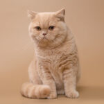 A serene cream British Shorthair female cat with captivating yellow eyes, showcasing the breed's plush coat and rounded face, popular among short-haired cat lovers.