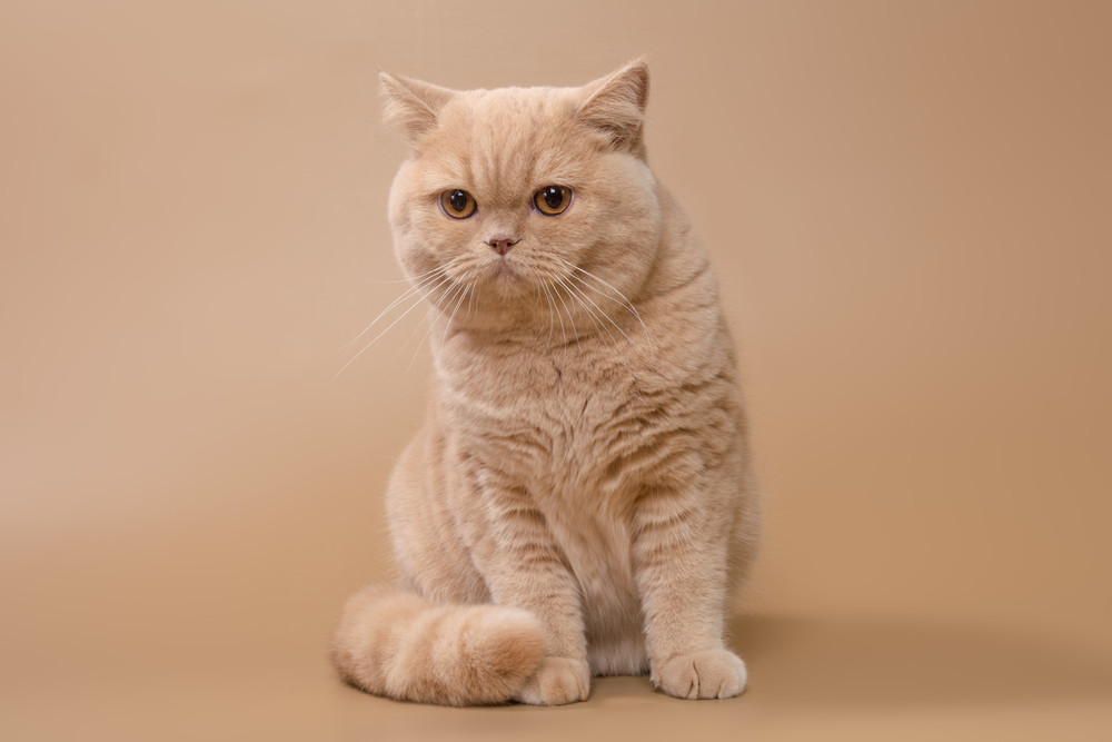 A serene cream British Shorthair female cat with captivating yellow eyes, showcasing the breed's plush coat and rounded face, popular among short-haired cat lovers.