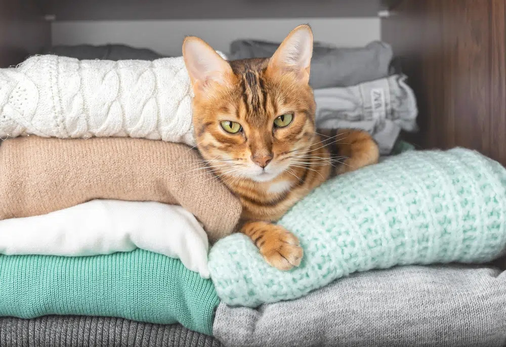 A Bengal cat with a striking spotted short coat, showcasing the breed's wild appearance and energetic, playful nature, popular among active cat lovers.