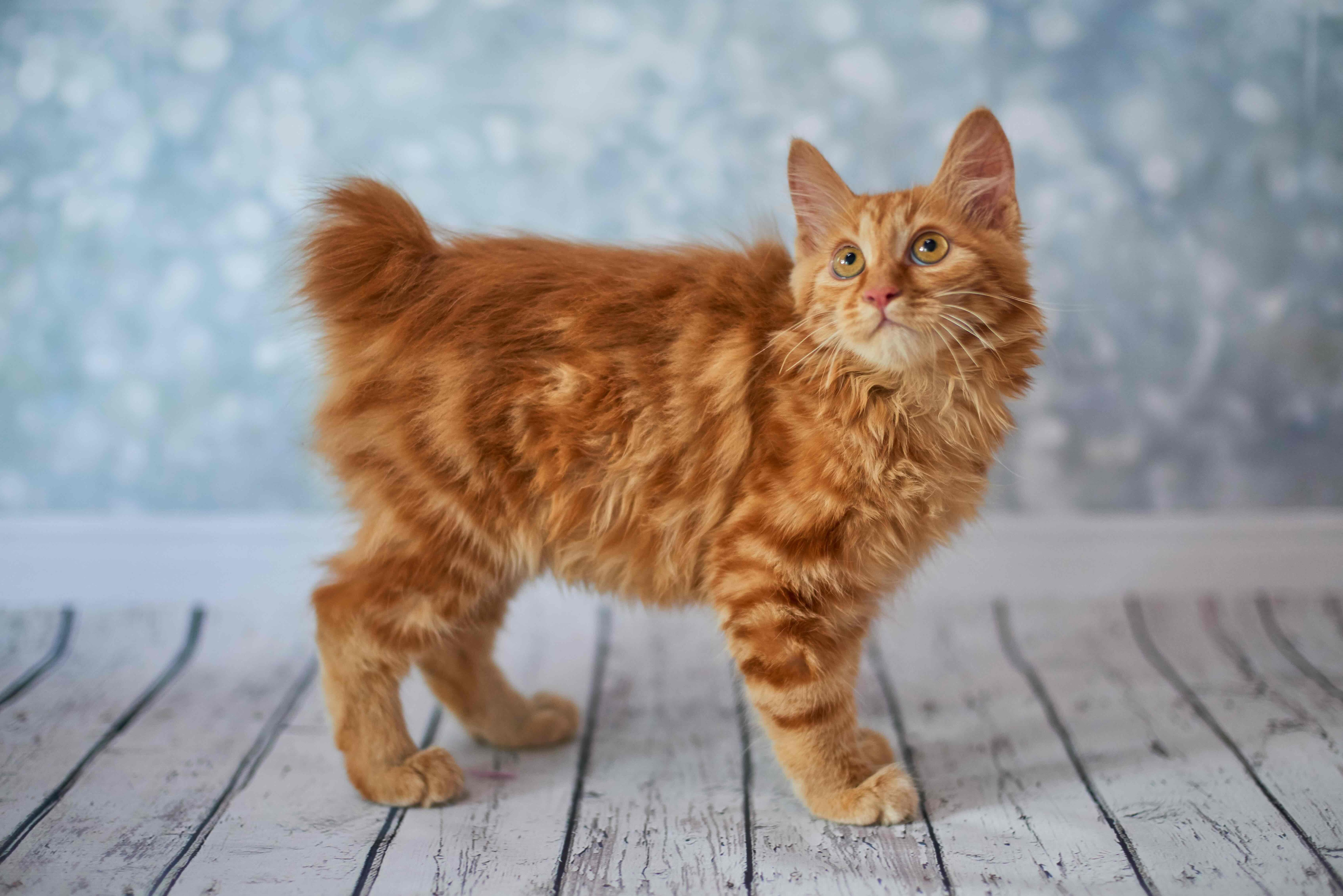 an adorable orange American Bobtail kitten, a big cat breed in development, looking upwards