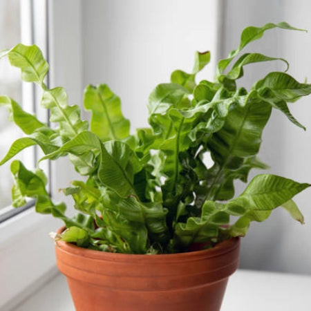 Bird's Nest Fern (Asplenium nidus) with nest-like fronds, a unique and cat-safe fern for indoor spaces.