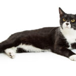 A striking black and white cat with a focused gaze, showcasing the classic bicolor pattern.