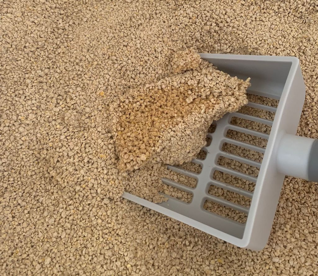 Clumps of World's Best Cat Litter
