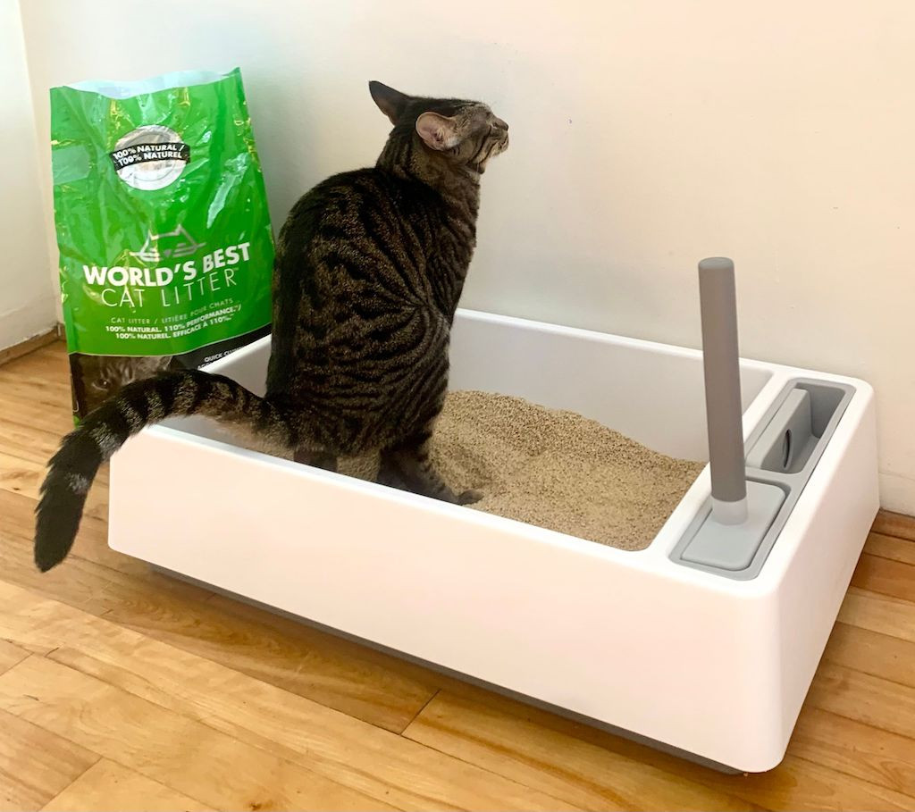 Cat Using Cove Litter Box with World's Best Cat Litter