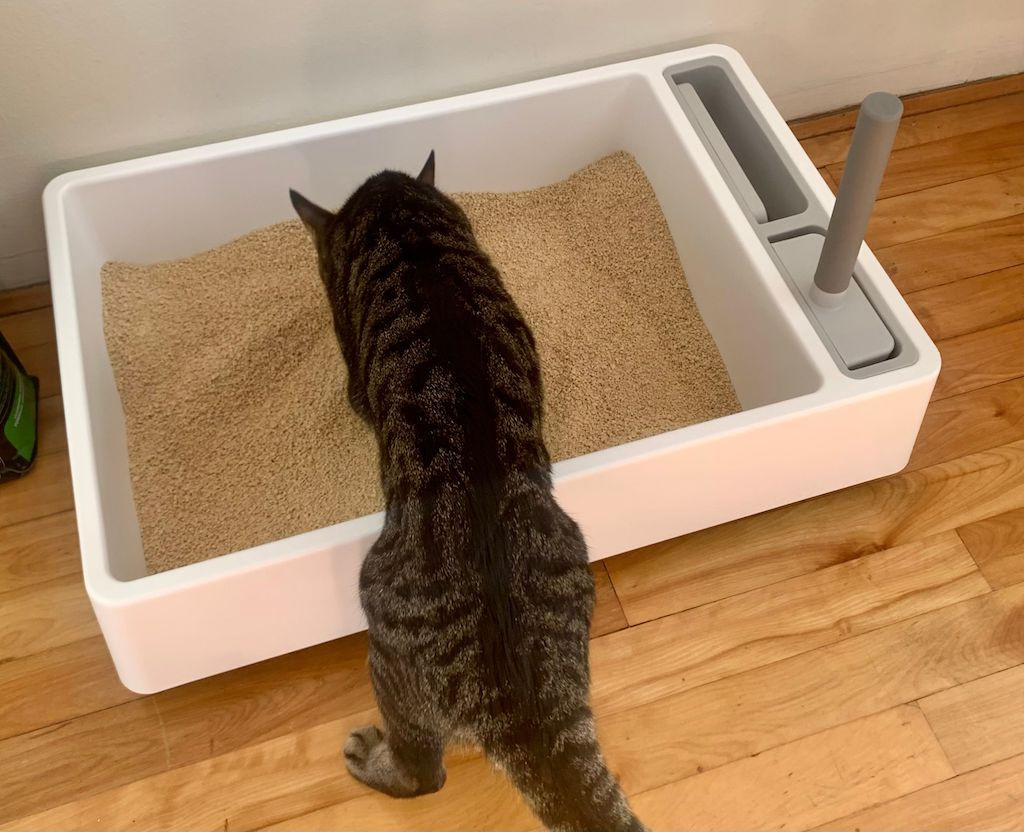 Cat Stepping into Cove Litter Box with World's Best Cat Litter