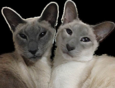 Comparison of a Grey (Blue Point) Siamese cat and a Lilac Point Siamese cat, showing the difference in coat and point color.