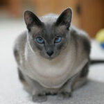 Close-up of a Grey Siamese cat's blue eyes and slate-grey points, highlighting the breed's distinctive coloring.