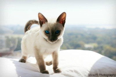 Adorable Grey Siamese kitten with blue points, illustrating the breed's charming looks from a young age.