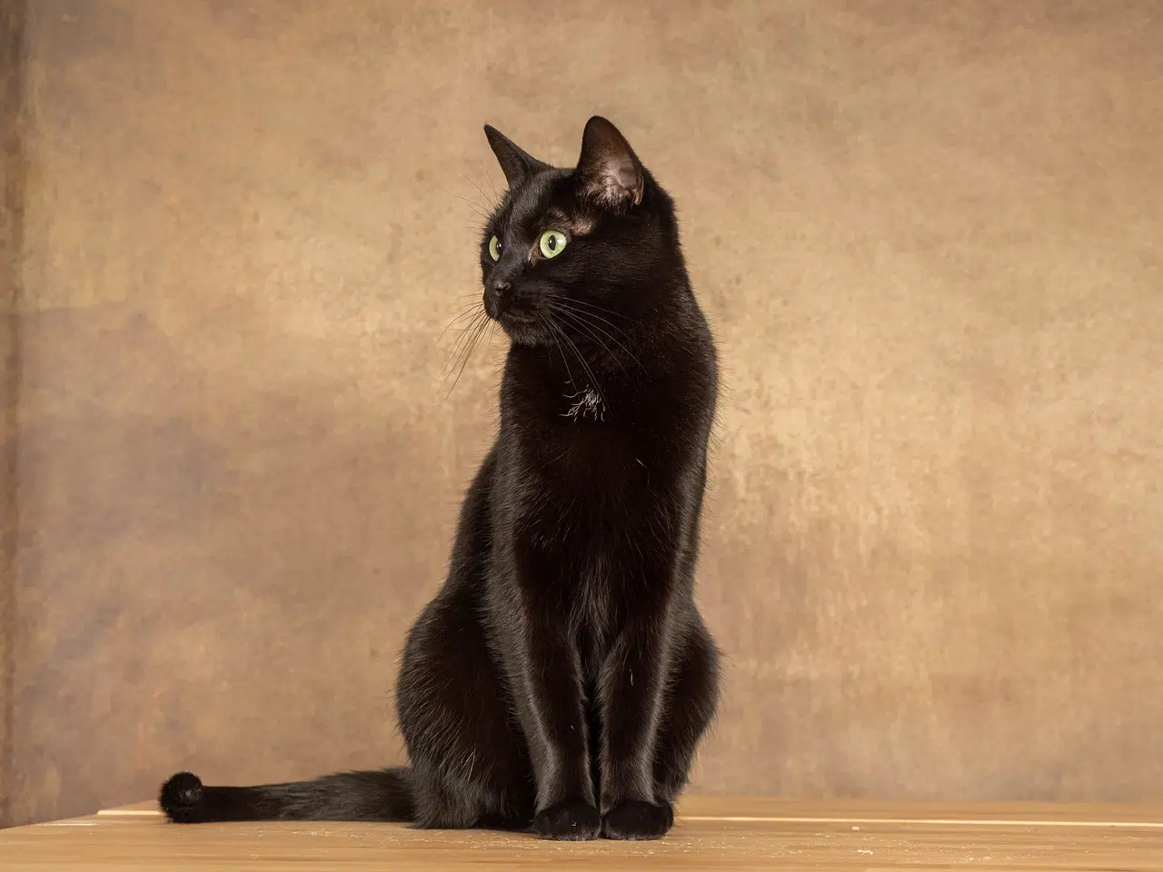 A sleek Bombay cat with a panther-like appearance, its glossy black short coat and striking copper eyes exemplify this unique and affectionate short-haired breed.