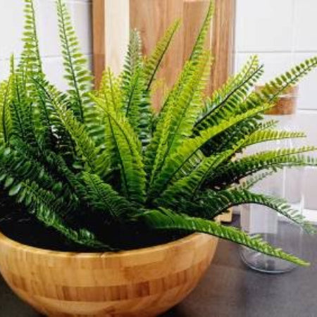 Boston Fern (Nephrolepis exaltata) with lush green fronds, a classic and cat-safe fern for humid environments.