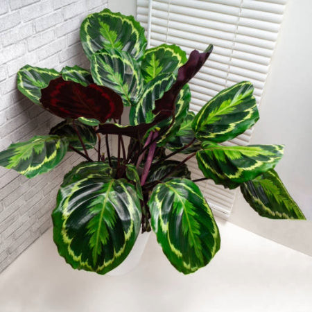 Rattlesnake Plant (Calathea lancifolia) with patterned leaves resembling rattlesnake skin, a visually striking and cat-safe foliage plant.