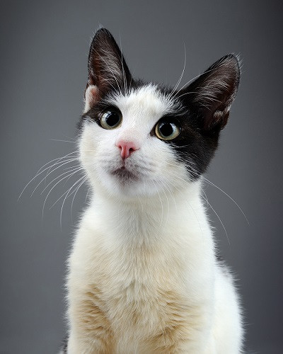 A charming cap and saddle cat, featuring a cap of color on its head and a saddle-like patch on its back.