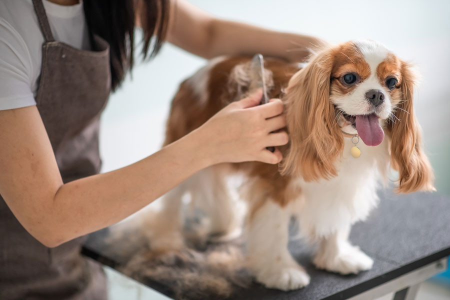 A woman grooms a Cavalier King Charles Spaniel