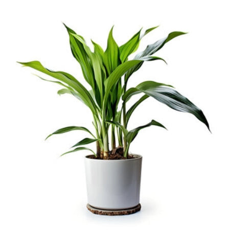 Cast Iron Plant (Aspidistra elatior) with large oval leaves, a resilient and cat-safe plant for low-light conditions.