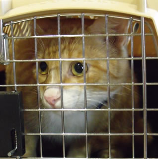 Cat in a cage receiving veterinary care for heartworm