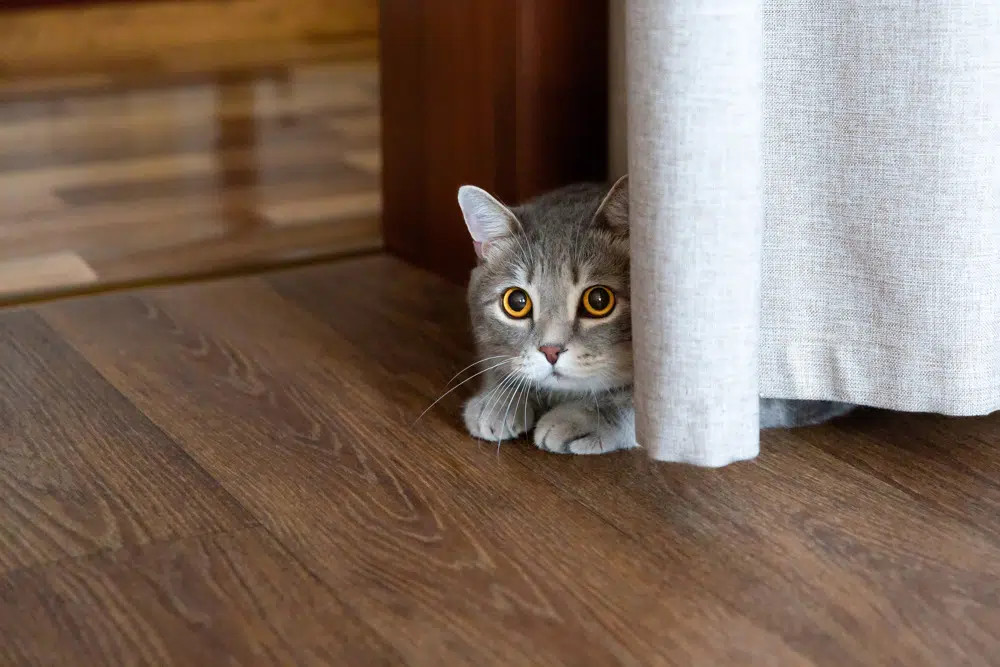 cat-hiding_