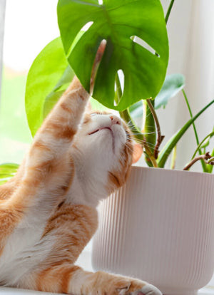 Cat nibbling on a houseplant, highlighting the need for preventative measures and cat-safe options.