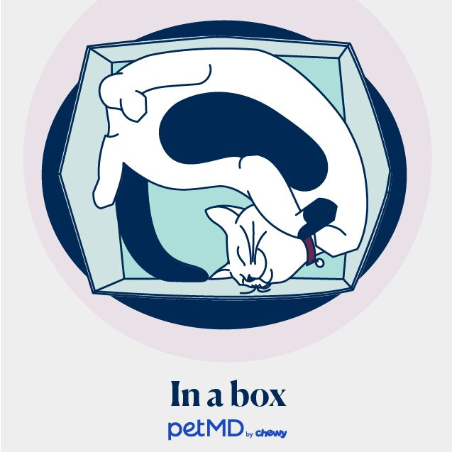 Cat sleeping in a box, seeking security and enclosed space