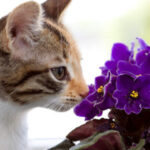 Cat sniffing African Violets
