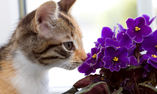 Cat sniffing African Violets