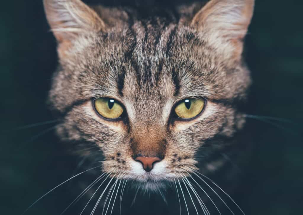 dilated cat eyes