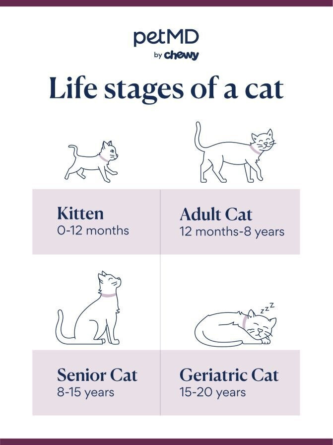 cat life stages; how long do cats live