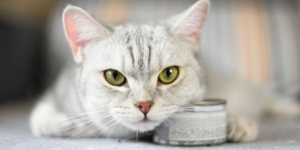cat not eating lost appetite-shutter