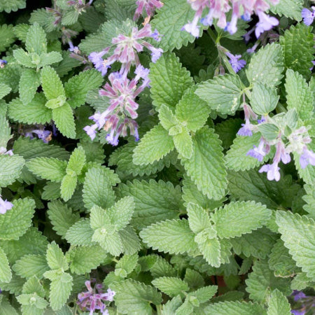 Catnip (Nepeta cataria) with green leaves and white flowers, a stimulating and cat-safe herb beloved by felines.