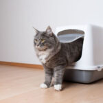 A cat stepping out of an enclosed litter box